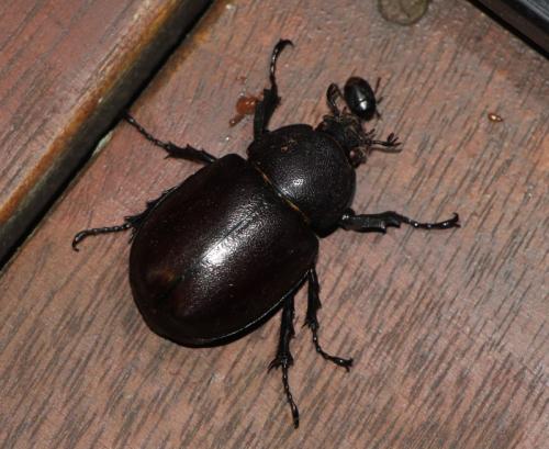 Xylotrupes australicus